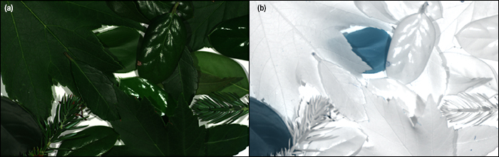 Low-Magnification Objective