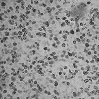 Brightfield Microscopy
