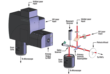 Confocal Scanner Head