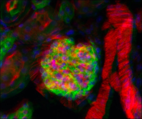 Epi-Fluorescence of Mouse Kidney Cells Using a Cerna Microscope