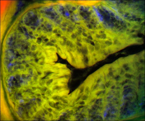 Image of a mouse colon acquired using a Cerna Microscope.</br>(Courtesy of the Lab of Dr. Peter Stys, University of Calgary.)