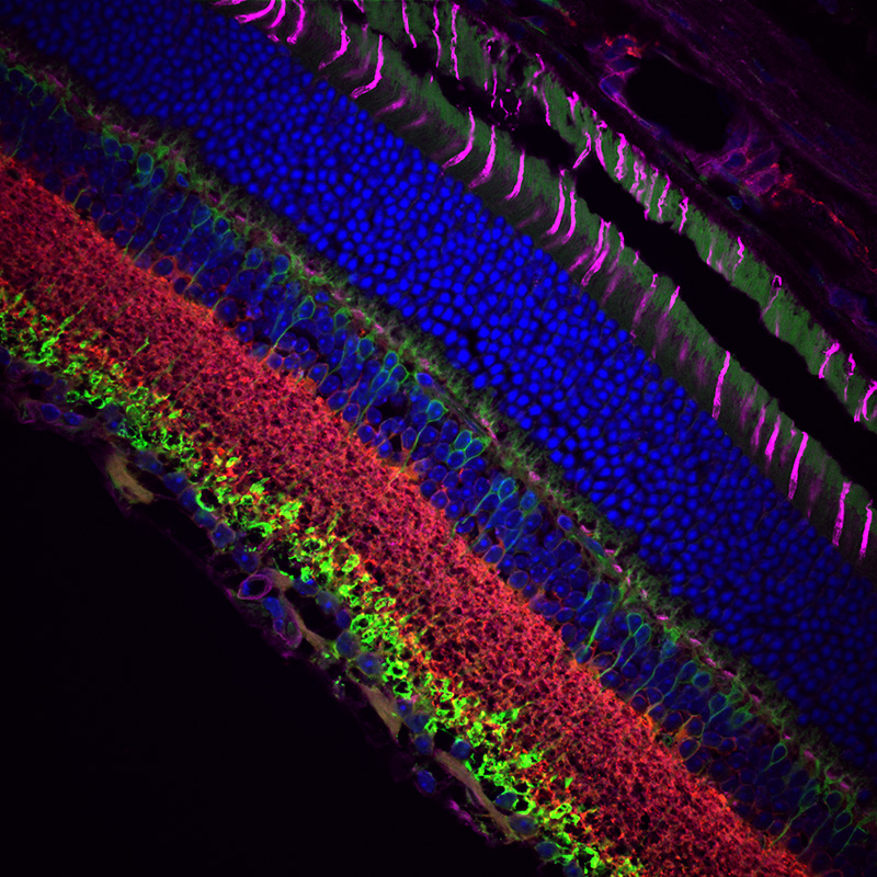 A confocal image of cell layers in a mouse retina. (Sample courtesy of Dr. Robert Fariss, Biological Imaging Core, National Institutes of Health, Bethesda, MD.)