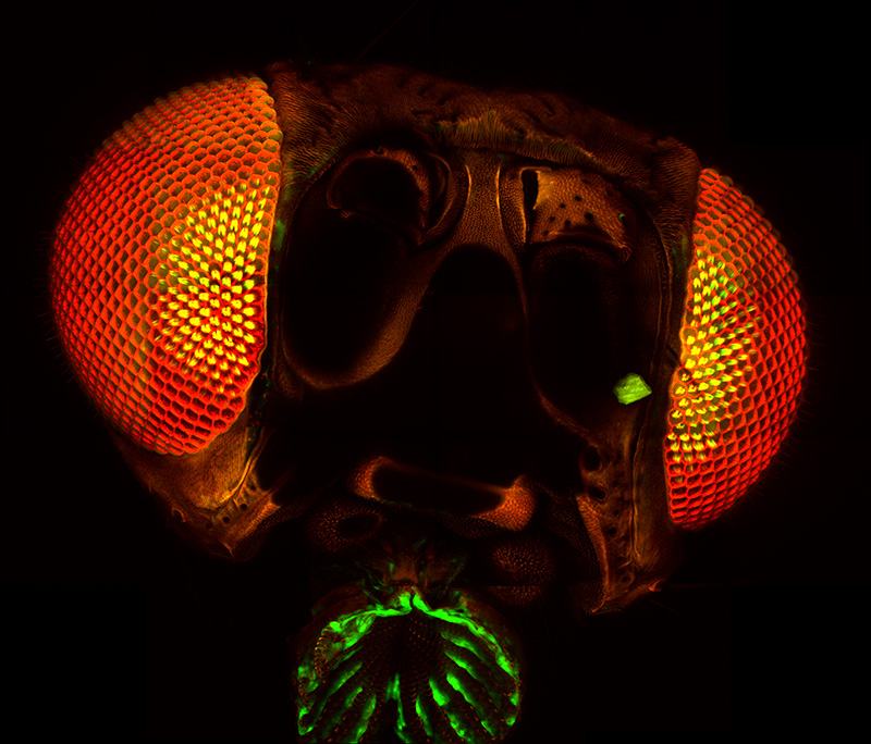 Stitched image of a complete <em>Drosophila</em> fly head, using a 40X objective.