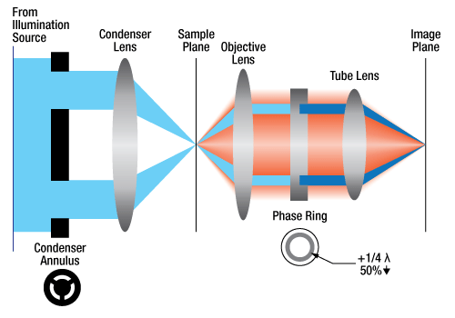 Phase Contrast Microscopy Diagram