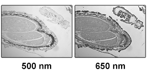 Two images of a mature capsella bursa-pastoris embryo