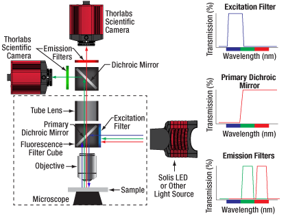 Simultaneous Dual Wavelength Fluorescence Imaging